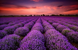 Lavender Oil is steam distilled from the lavender flowers.