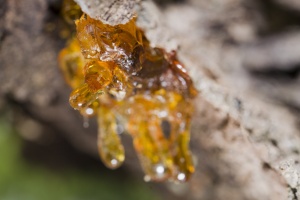 Frankincense Oil is steam distilled from the resin of the Boswellia tree.