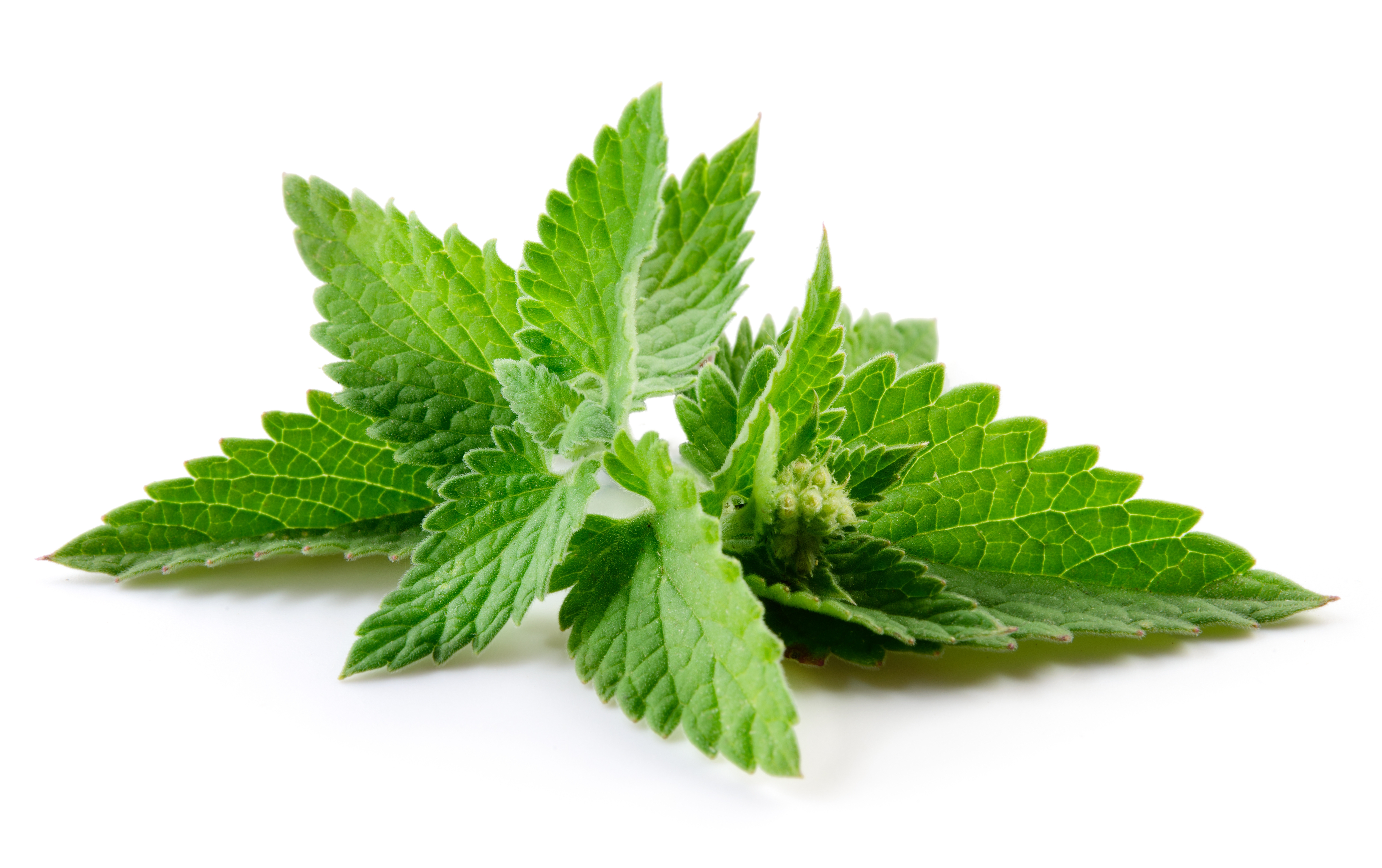Benefits of Peppermint Oil